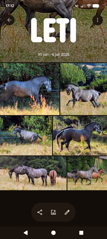 Vente de cheval : LETIZIA 