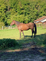 Vente de cheval : M�ster Cornet's