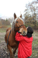 Vente de cheval : Mustang