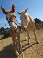 Vente de cheval : Qui-r�ve KSFOREVER 