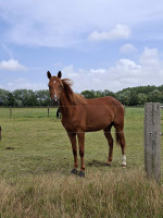 Vente de cheval : I Touch The Sky 