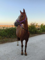 Vente de cheval : Montana Girl 