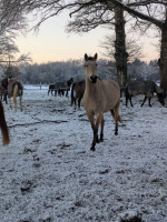 Vente de cheval : L'Re�la du don