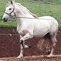 Vente de cheval : Galan CB