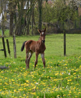 Vente de poney