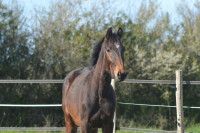 Vente de cheval : UNLIMITED NOSTRA BV