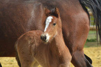 Vente de cheval : QUETZALCOATL