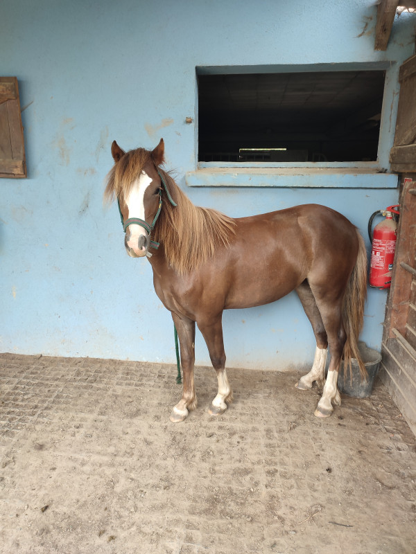 Vente de poney