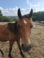 Vente de cheval : Phileas de Tal