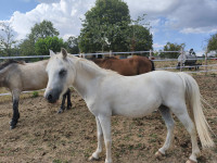 Vente de poney