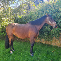 Vente de cheval : Romane