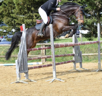 Vente de cheval : Iunatic de Linuel 
