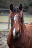 Vente de cheval : Pacific de Charm