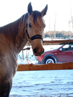 Vente de cheval : kaila El Driss 