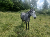 Vente de poney