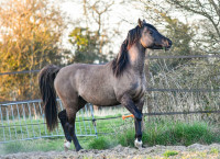 Vente de cheval : Massa� Lynroka 