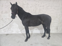 Vente de cheval : Red 