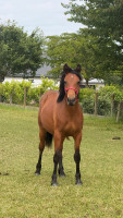 Vente de poney