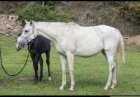 Vente de cheval : Chippie