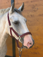Vente de poney