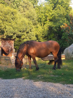 Vente de cheval : Toundra
