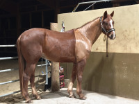 Vente de cheval : Lys des lauriers 