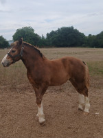 Vente de cheval : Quelly