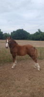 Vente de cheval : Quelly