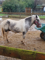 Vente de poney