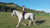 Vente de cheval : Mystre de Loubes