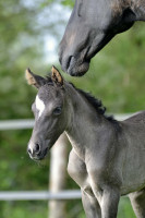 Vente de cheval : Maalgia 