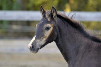 Vente de cheval : Pin Up Joy Olena Maalgia 