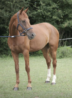 Vente de cheval : Phara d'20