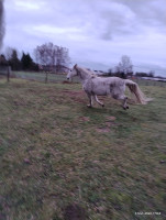 Vente de cheval : Alpha