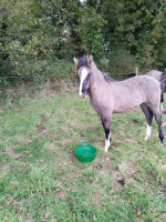 Vente de cheval : Paco del Paramo