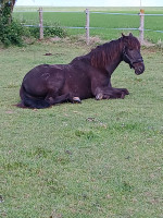 Vente de cheval : Zoro