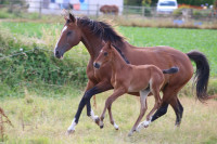 Vente de cheval : Pasadena d'Everest 
