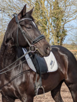 Vente de cheval : Finest du Hans 