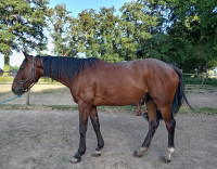 Vente de cheval : Kansas style 