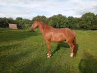 Vente de cheval : Kalypso de Gregy 