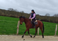 Vente de cheval : Kapi