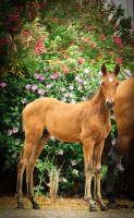 Vente de cheval : Xanthos DesM 