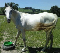 Vente de cheval : Uppercut 