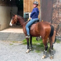 Vente de cheval : Makao