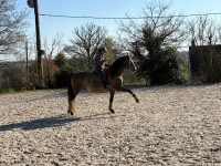 Vente de cheval : Kif-Kif 