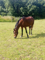 Vente de cheval : Furtiva