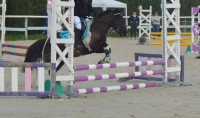Vente de poney