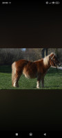 Vente de cheval : Nala 