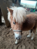 Vente de poney