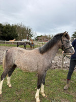 Vente de poney